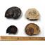 Ammonite, Nautilus & Goniatite Fossil 17064