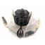 Walliserops Trifurcatus Trilobite Fossil Morocco 17072