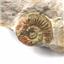 Perisphinctes Ammonite Fossil Jurassic- Bavaria, West Germany 17162