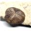 Macraster Echinoid (Sea Urchin) Fossil -17164
