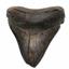Megalodon Tooth Fossil Shark 4.427 inches -17168