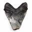 Megaladon Tooth Fossil Shark 4.917 inches -17169