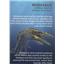 Mosasaur Tooth Fossil Dinosaur 17173