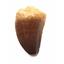 MOSASAUR Dinosaur Tooth Fossil 1.977 in w/ Info Card MDB #17198 15o