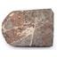 CRINOID Fossil Scyphocrinites Elegans Morocco 420 Million Years Old #17497