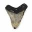 MEGALODON TOOTH Fossil SHARK 4.990 inches -Up to 25 Million Years Old #17499