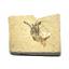 Carpopenaeus Genuine Fossil Shrimp Prawn 95 MYO 6o  #17507