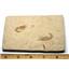 Carpopenaeus Genuine Fossil Shrimp Prawn 95 MYO 6o  #17521