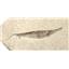Amphisyle Trumpet Fish Fossil Pliocene Italy #17526
