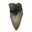 MEGALODON TOOTH Fossil SHARK 3.051 inches -Up to 25 Million Years Old #17531