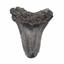 MEGALODON TOOTH Fossil SHARK 3.365 inches -Up to 25 Million Years Old #17532