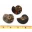 Ammonite Hoploscaphites Lot of 3 Fossil Montana 100 MYO w/label #17546