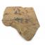 Olenellus Trilobite Fossil Lot 510 Million Years Old Nevada #17565