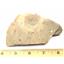 Olenellus Trilobite Fossil Lot 510 Million Years Old Nevada #17569