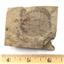 Olenellus Trilobite Fossil Lot 510 Million Years Old Nevada #17574