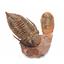 Sokhretia Trilobite Fossils Morocco 450 MYO #17588