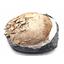 TURTLE Fossil Unprepared 30 Million Years Old #17594
