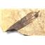 Lot of Fossil Leaves from Bonanza, Utah  #17610