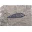 Lot of Fossil Leaves from Bonanza, Utah  #17610