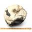 Placenticeras Ammonite Fossil Texas 9 1/2 inches #17615