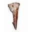 Onchopristis Vertebra & Tooth Fossil 2 inches w/COA 100 MYO  E127 #17970