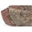 Crinoid Fossil Scyphocrinites Elegans Morocco 420 Million Years Old #18158