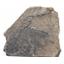 Traumatocrinus Hsui Crinoid Fossil Triassic #18173
