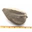 Megalomus Canadensis Bivalve Endocast Silurian from Ohio #18175