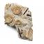 Belemnite & Perisphinctes Ammonite Fossil Jurassic #18185