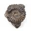 Ammonite Prolyelliceras Fossil Peru 110 Million Years Old #18186