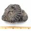 Ammonite Prolyelliceras Fossil Peru 110 Million Years Old #18186