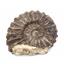 Ammonite Prolyelliceras Fossil Peru 110 Million Years Old #18187