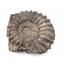 Ammonite Prolyelliceras Fossil Peru 110 Million Years Old #18188