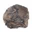 Ammonite Prolyelliceras Fossil Peru 110 Million Years Old #18188