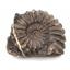 Lot of 2 Ammonite Prolyelliceras Fossil Peru 110 Million Years Old #18191