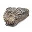 Lot of 2 Ammonite Prolyelliceras Fossil Peru 110 Million Years Old #18191
