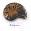Lot of 8 Ammonite Fossils #18192