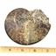 Lot of 8 Ammonite Fossils #18192