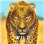 Wild Serengeti by Bad Comet - SEALED