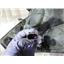 2010 2011 DODGE 1500 LARAMIE 5.7 HEMI AUTO 4X4 DRIVER SIDE HEADLIGHT 68001485AE
