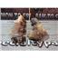 1995 1996 1997 FORD F350 F250 7.3 DIESEL ENGINE EXHAUST MANIFOLDS (PAIR) SET