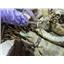 2014 2015 DODGE RAM 3500 ST 6.7 DIESEL AUTO 4X4 FRAME / CHASSIS WIRE HARNESS OEM