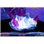 First4Figures Spyro Reignited - Spyro Exclusive Edition Statue Mint in Box