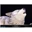 Dark Souls:  The Great Grey Wolf SIF SD by First 4 Figures SEALED