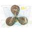 Boaters' Resale Shop of TX 2608 0803.04 BRONZE 3 BLADE 22RH18 PROP - 1.5" SHAFT