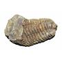 Flexicalymene TRILOBITE 2-3 Inch "C" Grade REAL Fossil Morocco 450 MYO #14338