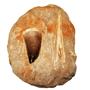 MOSASAUR Dinosaur Tooth Fossil in Matrix 2.282 in #15003 34o