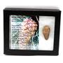 Pine Cone Fossil w/ Display Box 16777