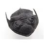 Odontochile Trilobite Fossil Morocco 16805