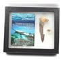 Onchopristis Sawfish Vertebra & Tooth Fossil 16866
